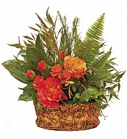 tiffany.planter.marshmarigold.best
