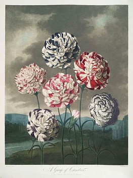 thornton.carnations.cropped