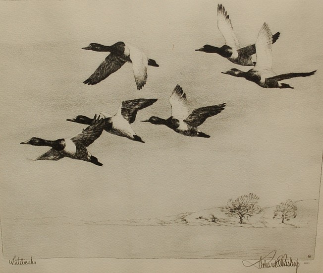 Richard Evett Bishop, Whitebacks
Reproduction Print