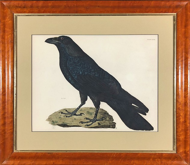 Prideaux John Selby, Raven
Hand Colored Engraving