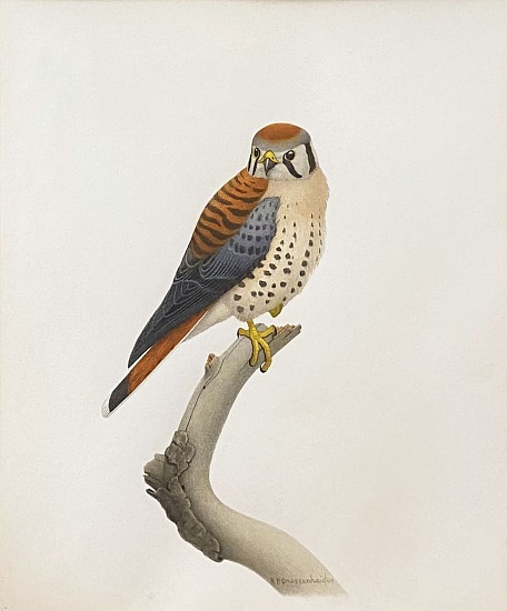 R.P. Grossenheider, American Kestrel (Sparrow Hawk)
Mixed Media including Colored Pencil and Watercolor