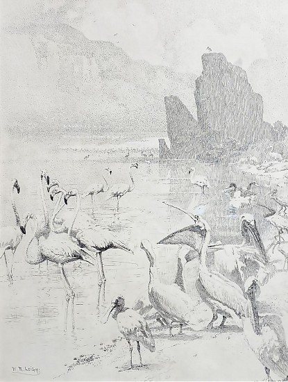 William Robinson Leigh, Flamingos
Pen and Ink