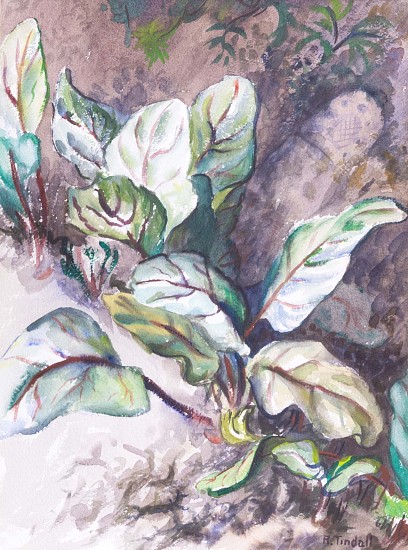 Robert E. Tindall, Plant Study
1944, Watercolor