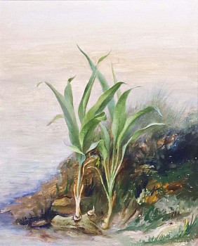 Tindall.OnionTriplant.Crop.Small