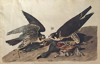 audubon.greatfootedhawk.cropped